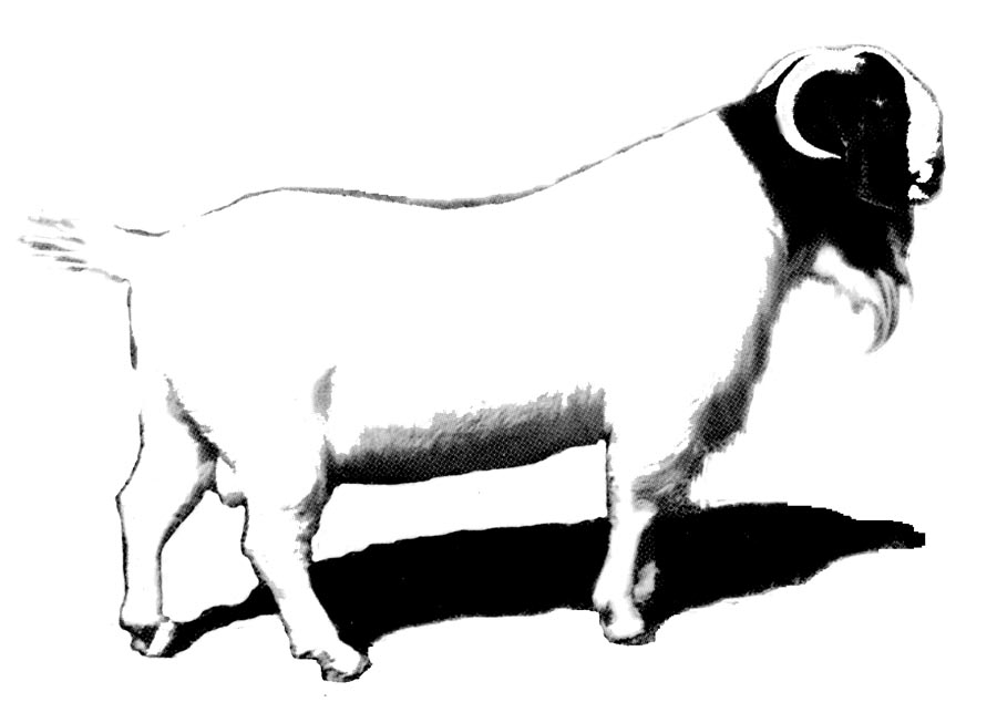 boer.jpg